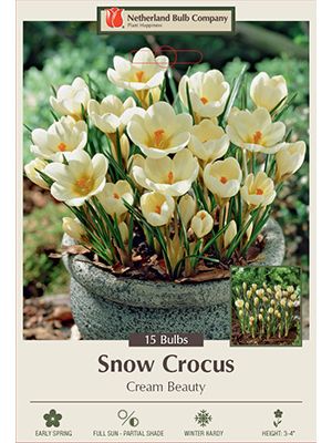 Crocus Cream Beauty 15PK