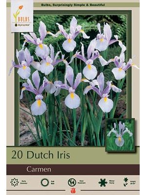 Iris Dutch Carmen 20PK