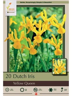 Iris Dutch Yellow Queen 20 PK