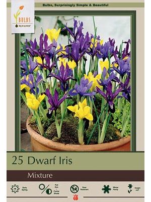 Iris Dwarf Mix 25 PK