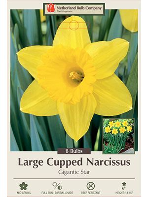 Narcissus Gigantic Star 7PK