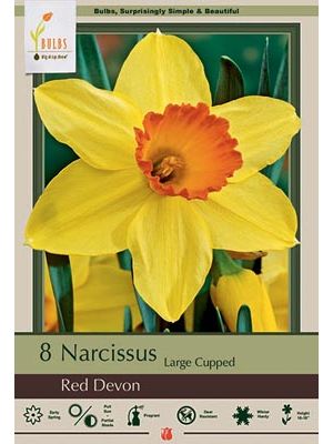 Narcissus Red Devon 7PK