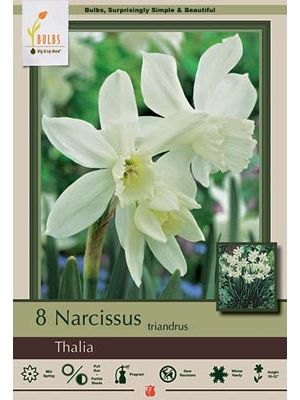 Narcissus Thalia 7PK
