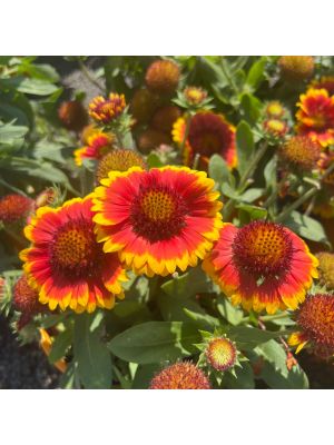 Blanket Flower Arizona Sun