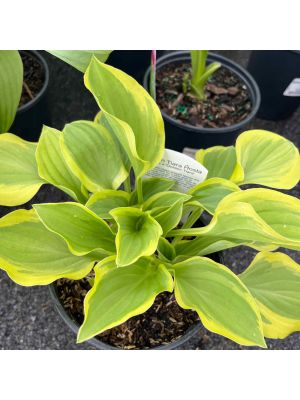 Hosta Golden Tiara