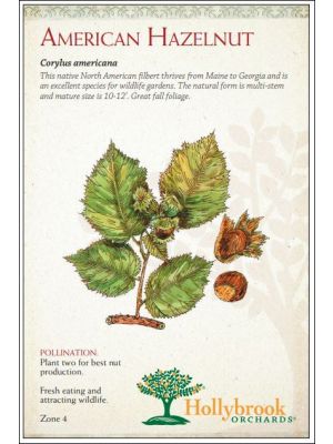 Nut American Hazelnut
