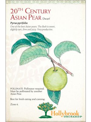 Pear 20th Century Asian Dwarf