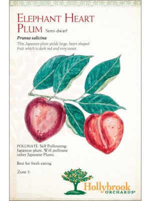 Plum Elephant Heart Japanese Semi-dwarf
