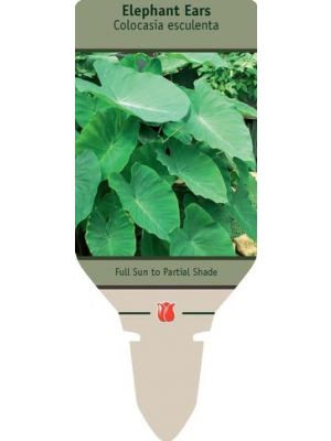 Elephant Ear XL 15/17