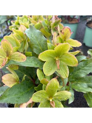 Lenten Rose Champion
