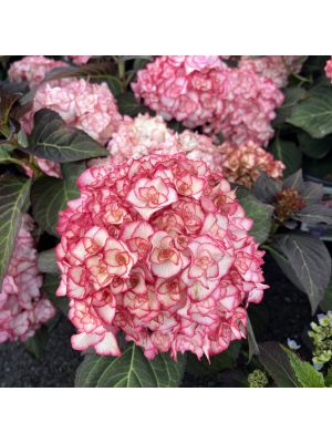 Hydrangea Miss Saori