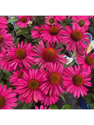 Coneflower Kismet Raspberry