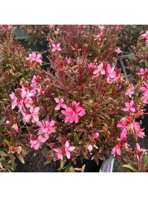 Gaura Crimson Butterflies