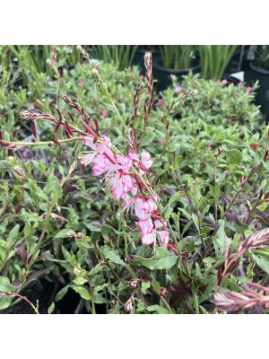 Gaura Rosyjane