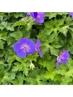 Geranium Rozanne