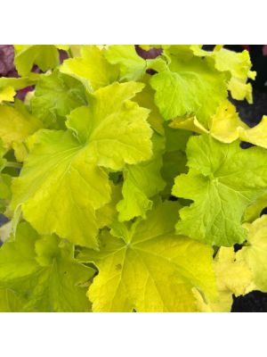 Coral Bells Guacamole