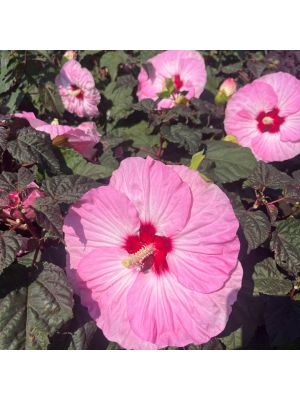 Hibiscus Hardy Summerific Spinderella