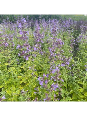 Nepeta Junior Walker