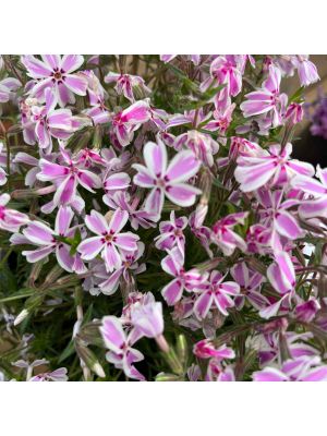 Phlox Creeping Candy Stripe