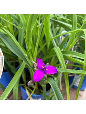 Spiderwort Concord Grape