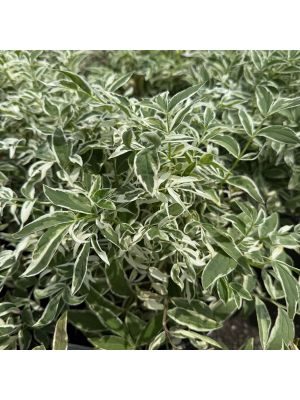 Jacob's Ladder Touch of Class