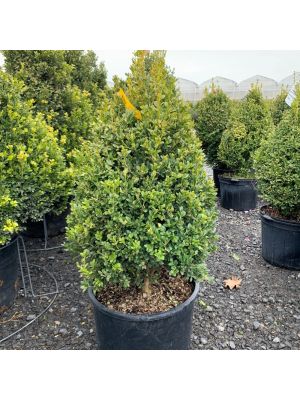 Boxwood Green Mountain Cone 7 Gallon 24-30