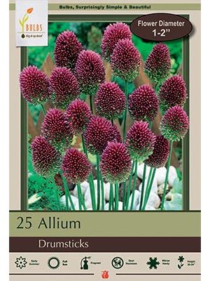Allium Drumsticks 25pk