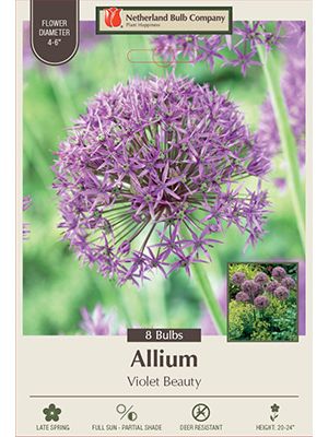 Allium Violet Beauty 8PK