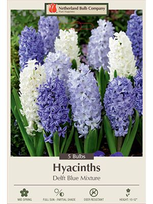Hyacinth Delft Blue Mix 5 PK