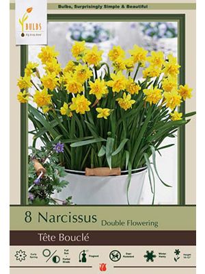 Narcissus Tete Boucle 7 PK