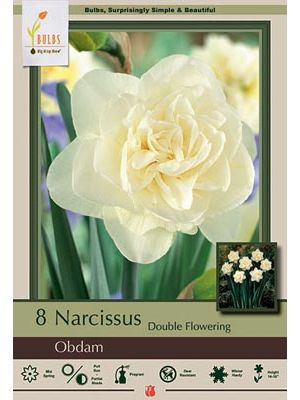 Narcissus Obdam 8 PK