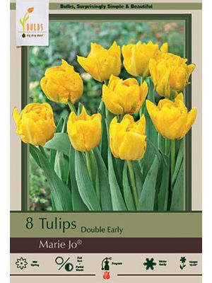 Tulip Marie Jo 7PK
