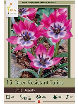 Tulip Little Beauty 15 PK