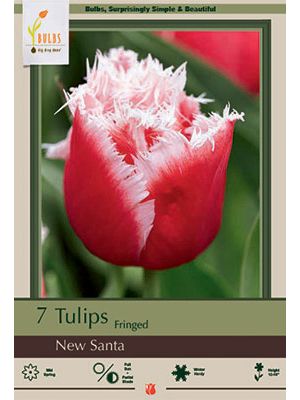 Tulip New Santa 7 PK