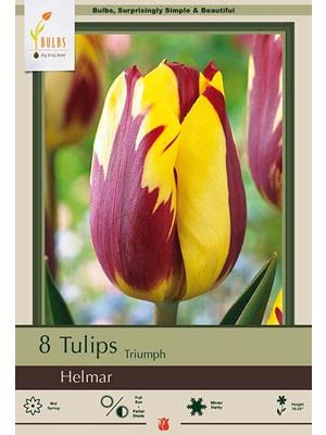 Tulip Helmar 7PK