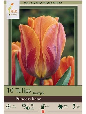 Tulip Princess Irene 7PK