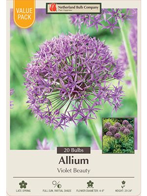 Allium Violet Beauty 20 PK