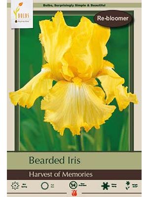 Iris Bearded Harvest Memories