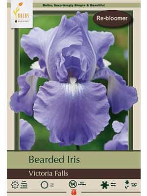 Iris Bearded Victoria Falls