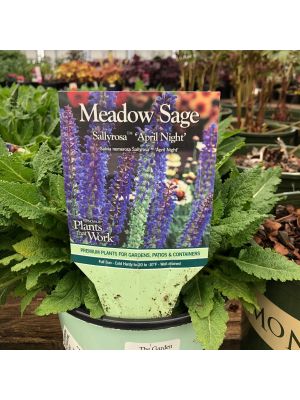 Salvia April Night 8