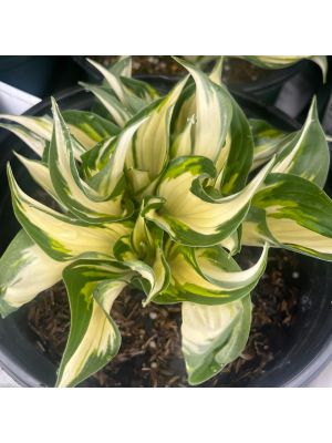 Hosta Fire and Ice