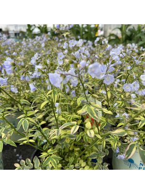 Jacob's Ladder Stairway to Heaven