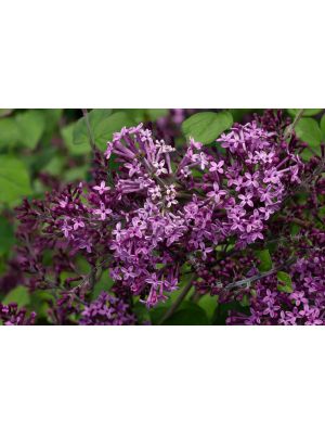Lilac Bloomerang Dark Purple