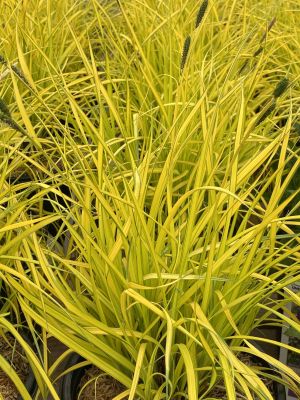 Sedge Golden Aurea