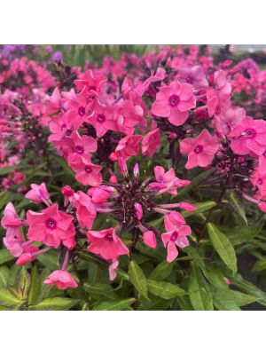 Phlox Candy Store Coral Creme Drop