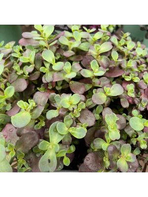 Sedum Sunsparkle Firecracker