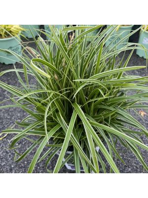 Grass Japanese Sedge Ice Dance