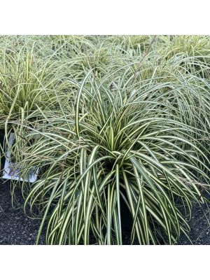 Sedge Grass Ever Color Everoro