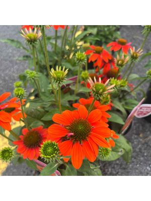 Coneflower Sombrero Adobe Orange