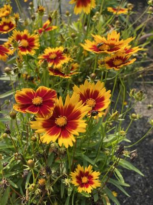 Coreopsis Uptick Gold & Bronze 1 Gallon